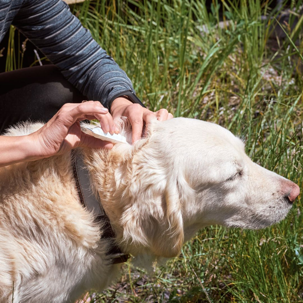 Tick Prevention for Pets in Fall and Winter: Staying Vigilant Year-Round GROOMY