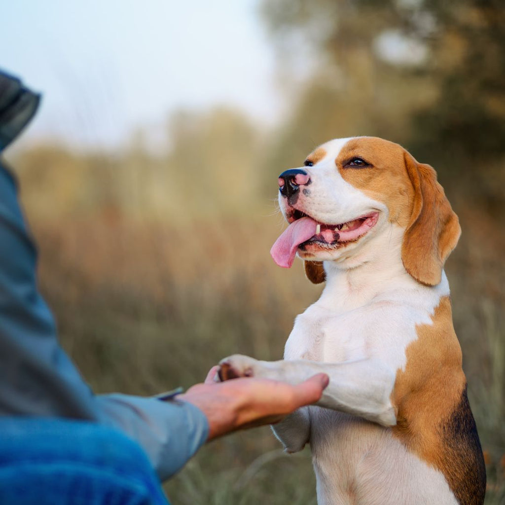 Why you NEED to teach your dog Recall GROOMY