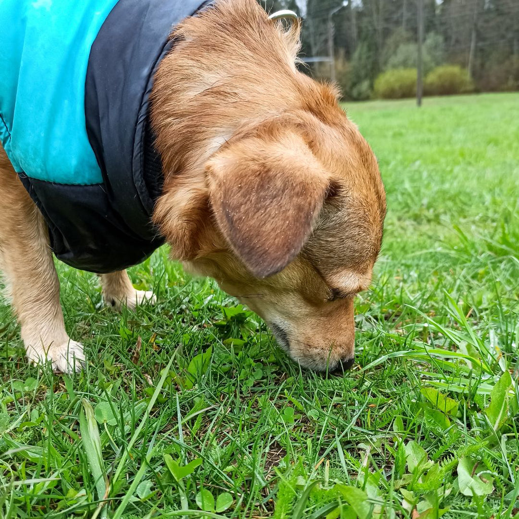 The Sniffari Adventure: Benefits of Sniffing Walks for Dogs GROOMY