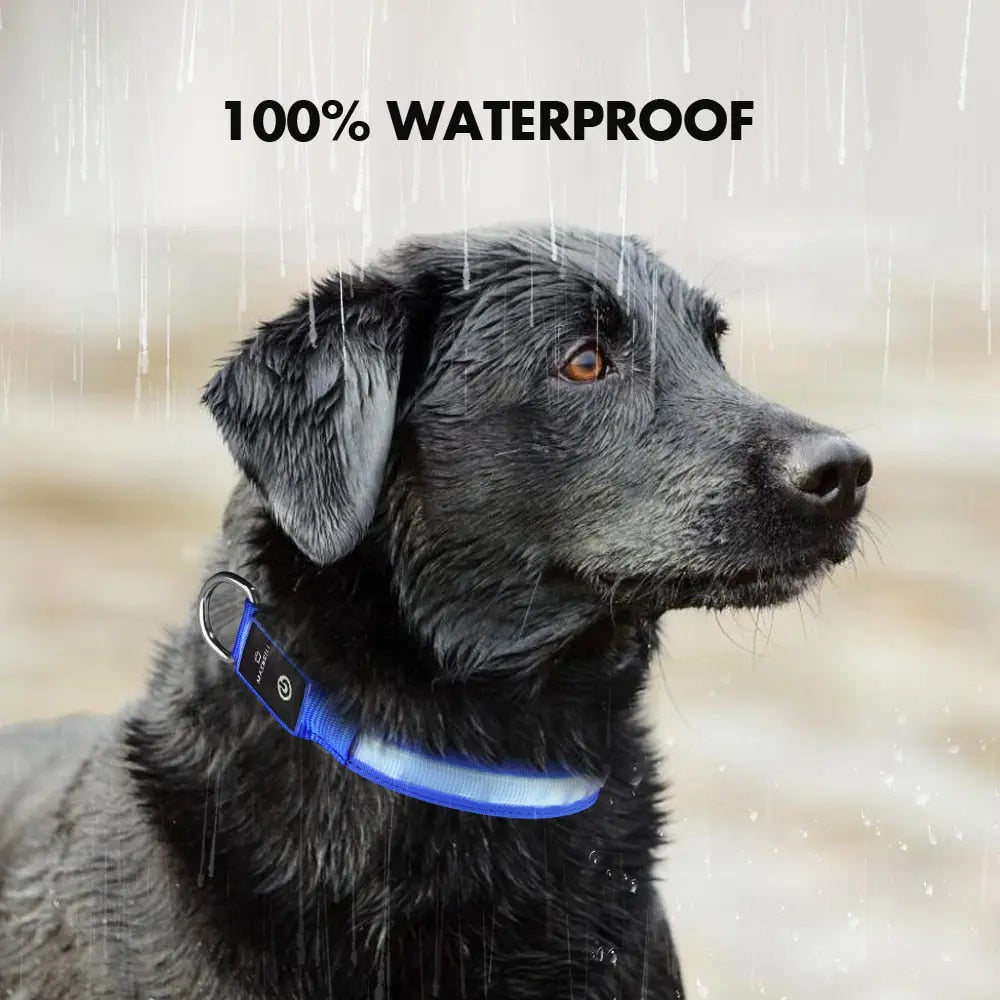 Quick Release Dog Collar - Waterproof & LED Light | GROOMY