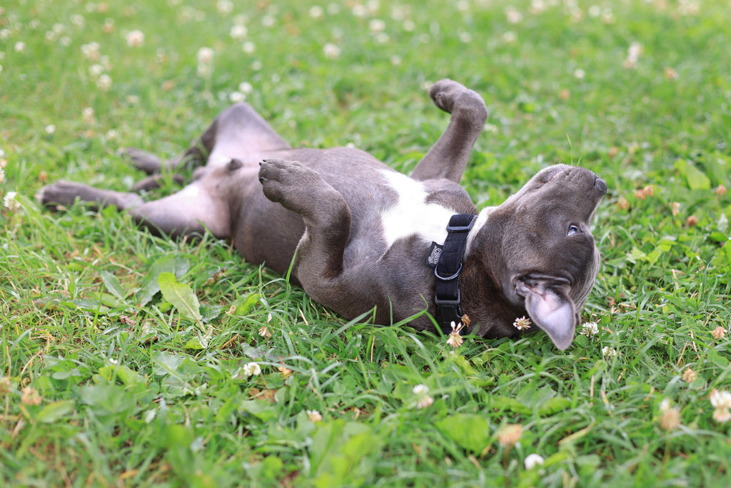 How to Teach Your Dog to Roll Over? GROOMY