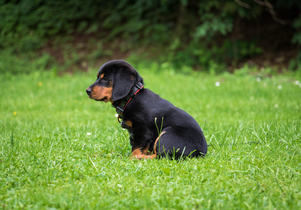 What Causes Diarrhea in Dogs? GROOMY