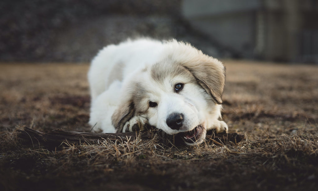 How to Stop Puppy Chewing? - GROOMY