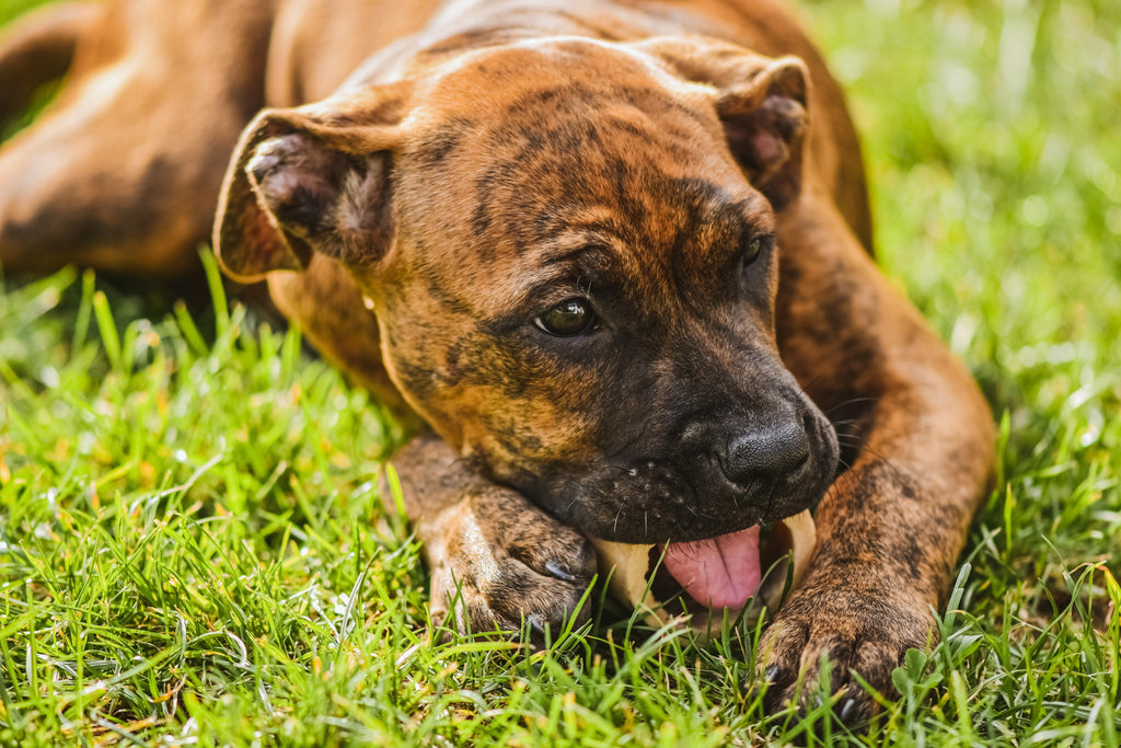 How to Get My Dog to Stop Eating Poop? - GROOMY
