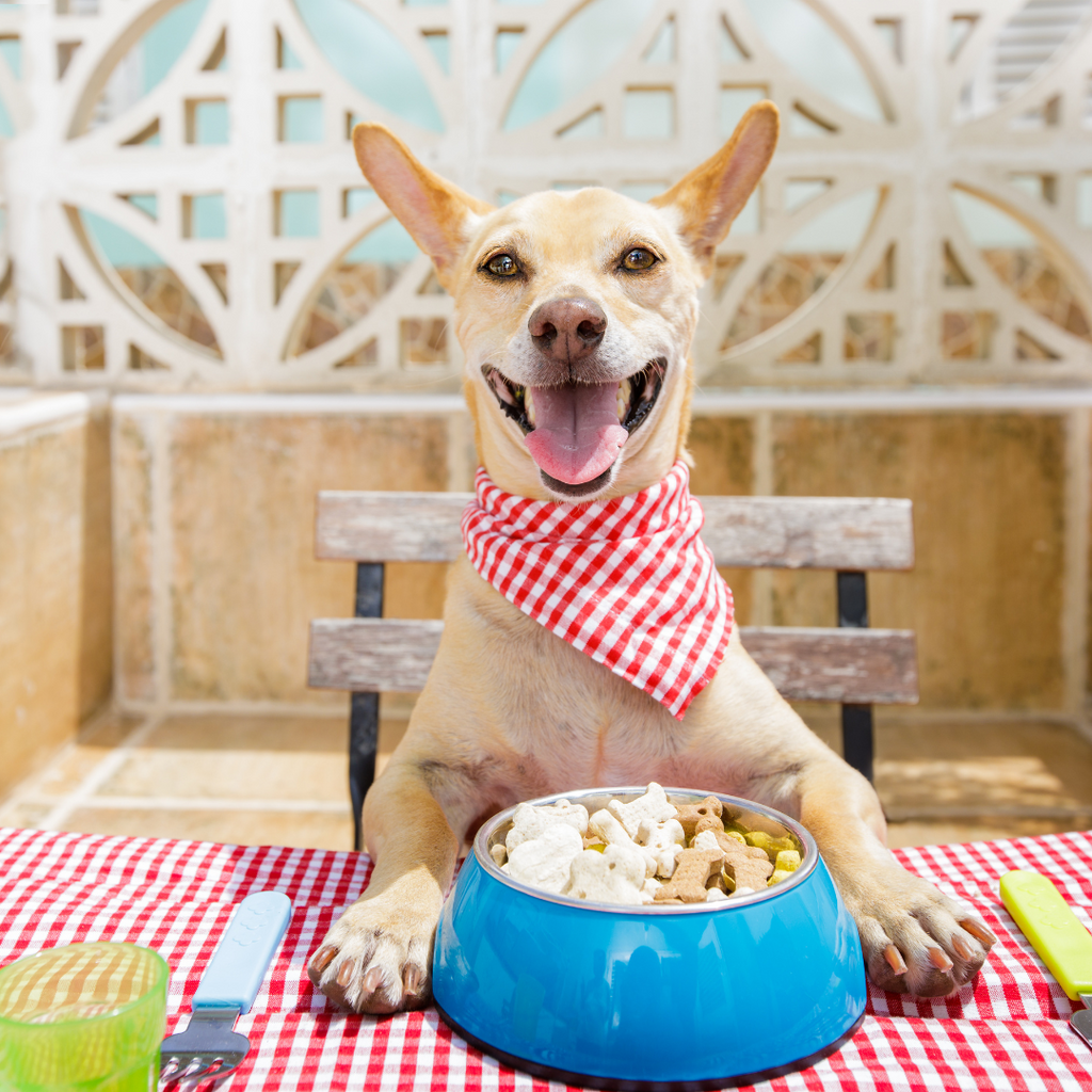 5 Essential Dog Feeding Tips for a Healthy and Happy Pup