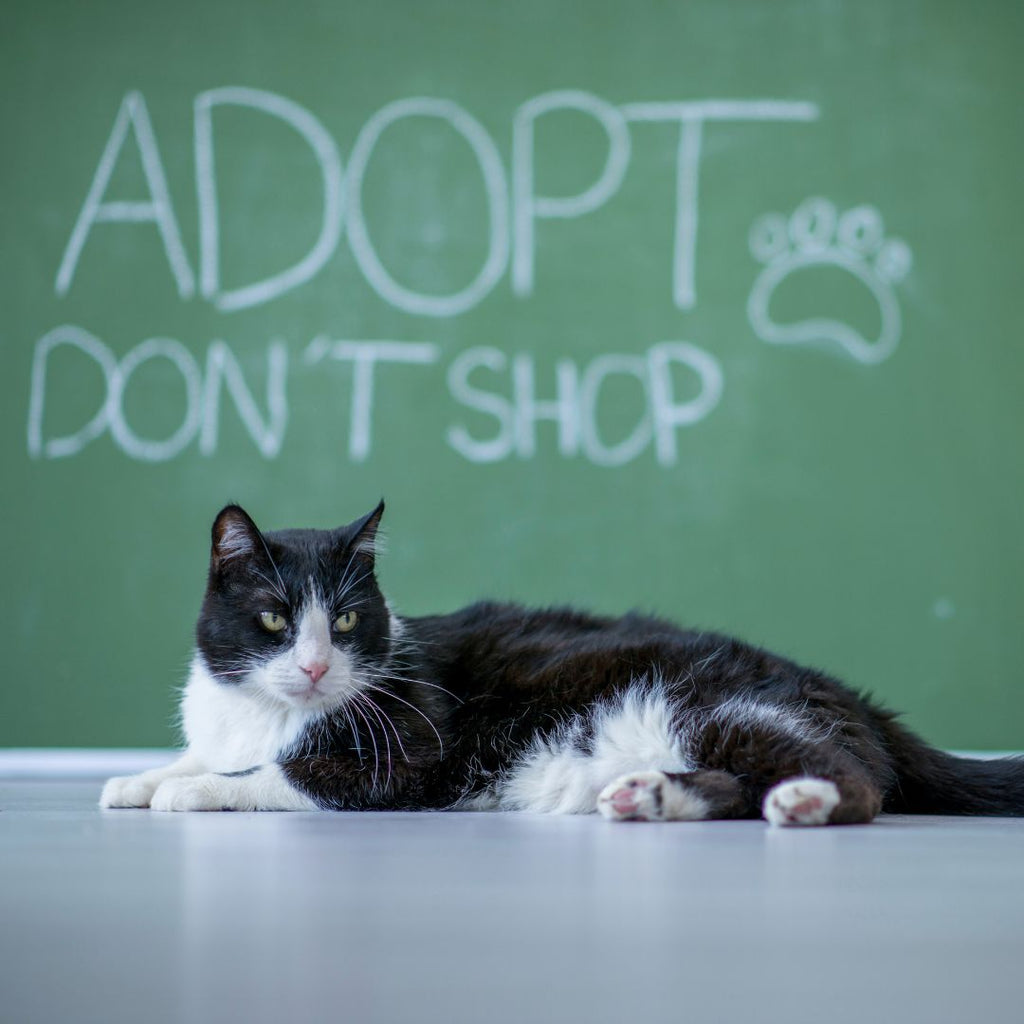 The Purrrfect Choice: Why You Should Adopt a Cat GROOMY