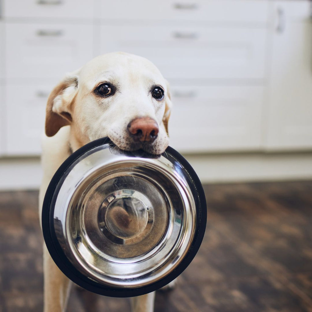 The Benefits of Feeding Pets from Elevated Bowls: A Closer Look at Pet Dining Ergonomics