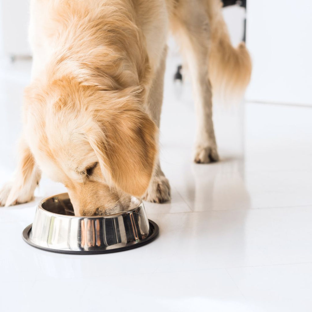 Why Choose Stainless Steel Bowls for Your Pet: A Dive into the Benefits GROOMY