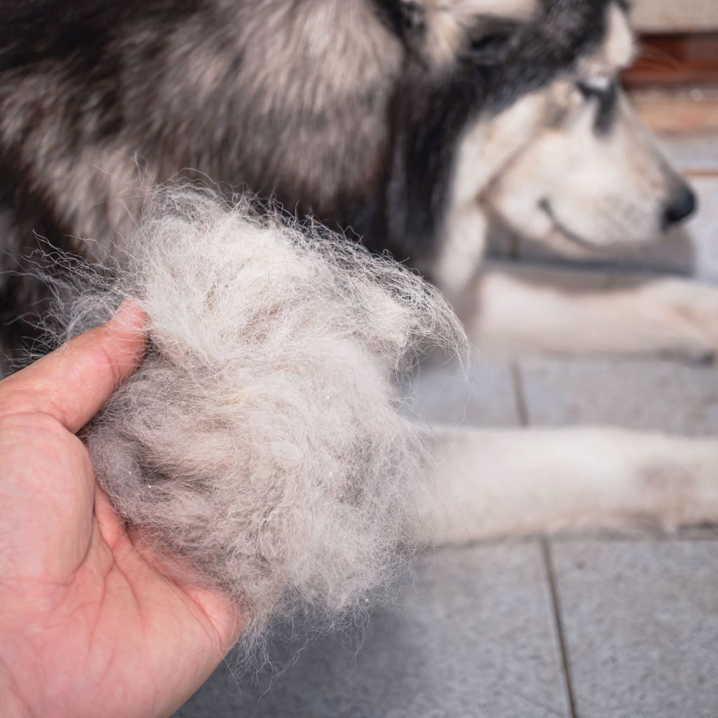 Taming the Fur Storm: 5 Effective Ways to Reduce Shedding in Pets GROOMY