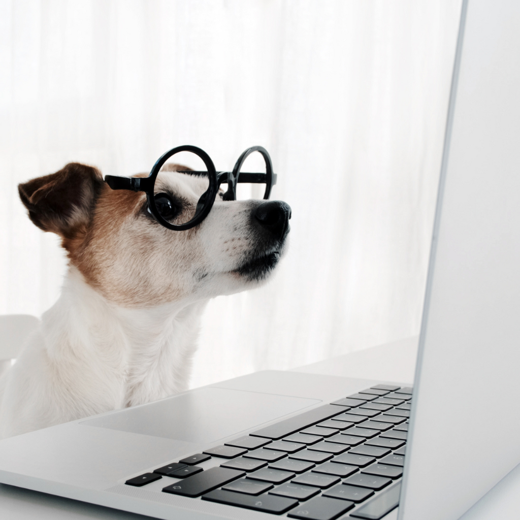 Why You Should Subscribe to Our Small Online Pet Product Store's Newsletter GROOMY