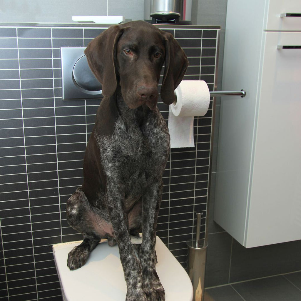 Potty Training 101: Setting Your Dog Up for Success GROOMY