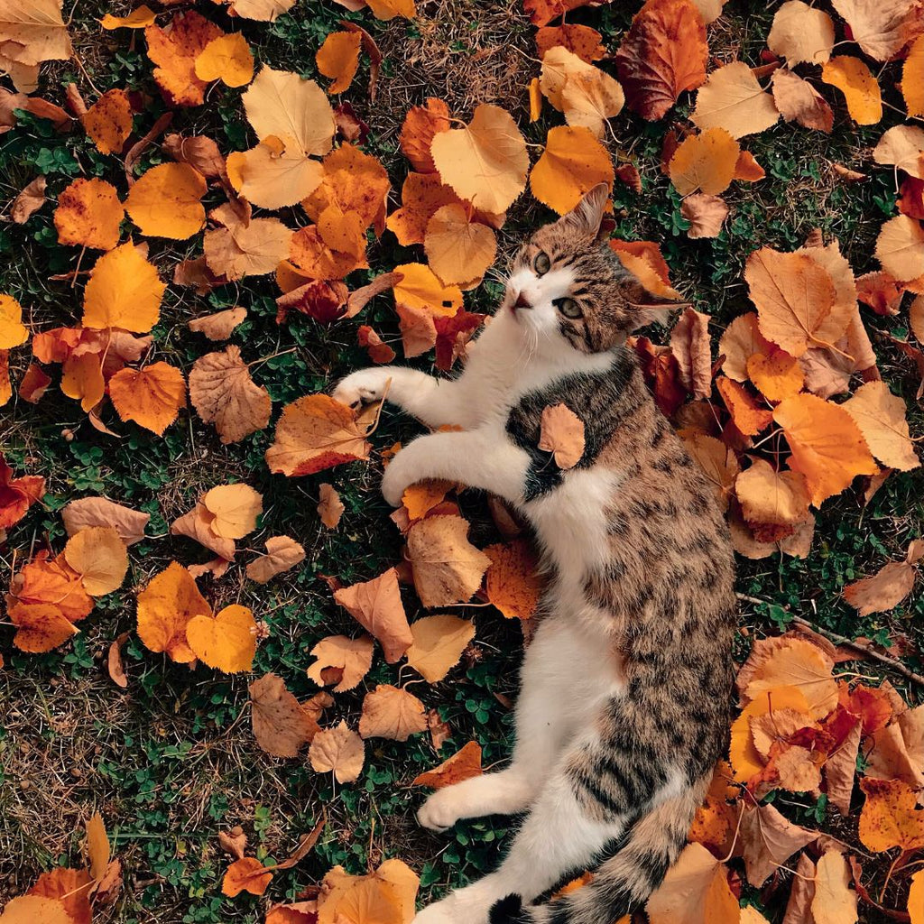 Safe Fall Foods for Your Furry Friends