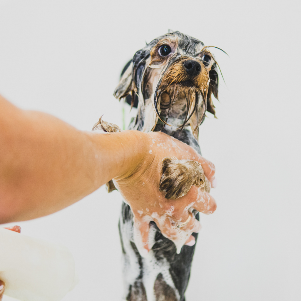 The Importance of Regular Pet Grooming: More Than Just Aesthetics GROOMY