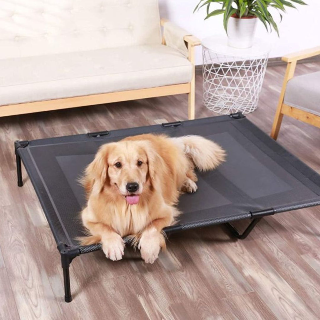Elevate Comfort: The Benefits of Pets Sleeping on an Elevated Dog Bed GROOMY