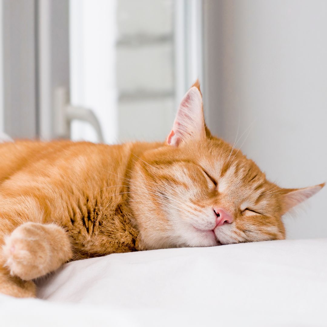 How Much Rest Does a Cat Need Daily? – GROOMY