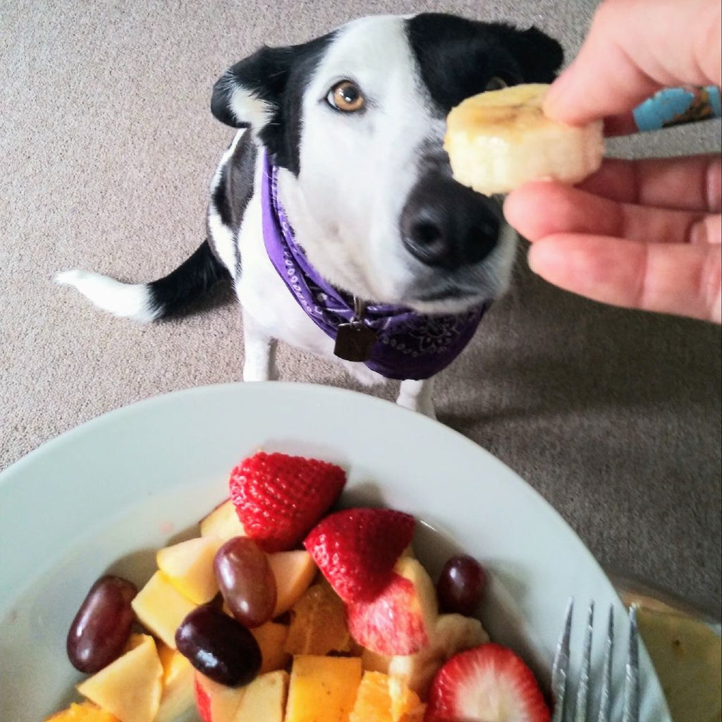 Summer Fruits That Dogs Can Enjoy GROOMY