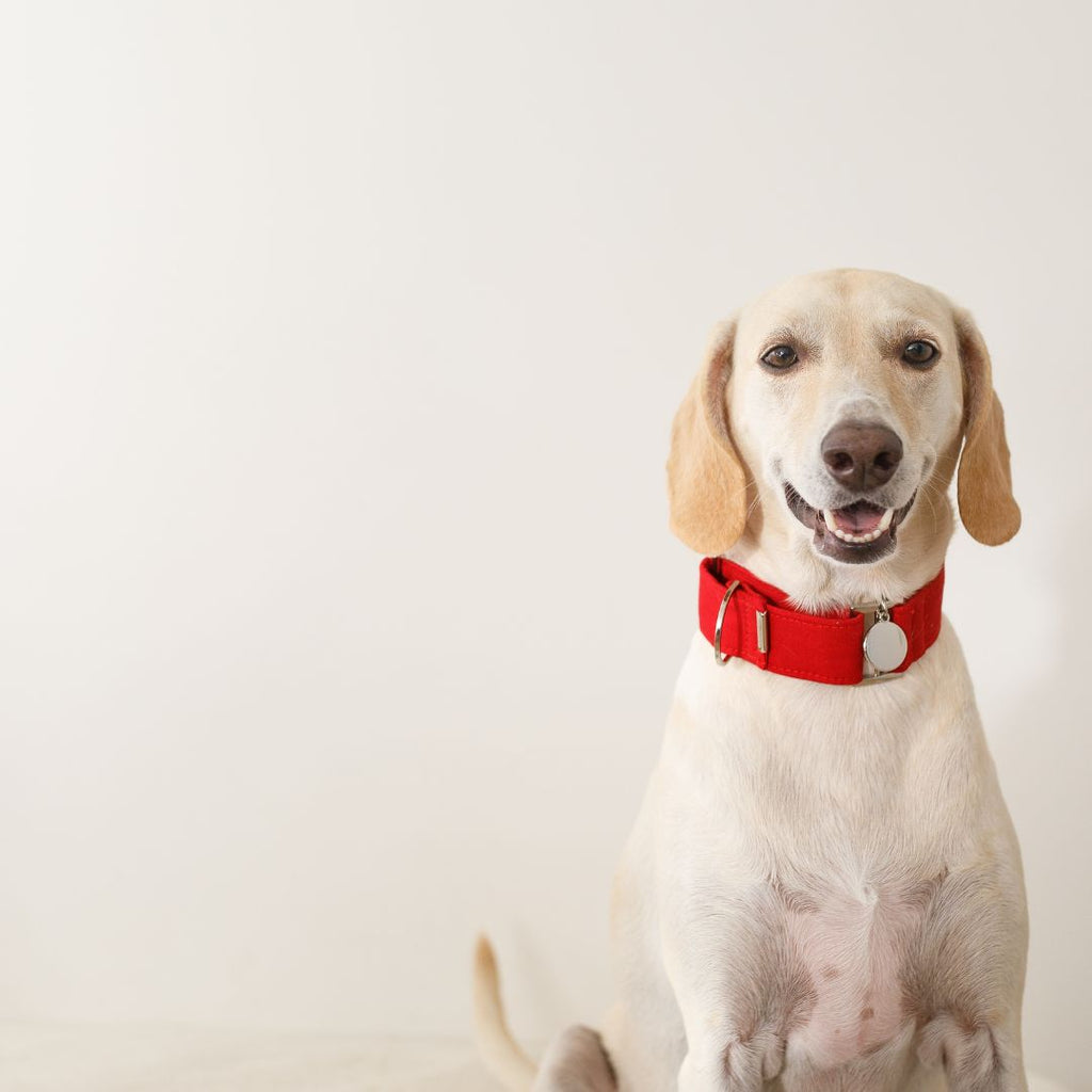 The Lifesaving Importance of Quick Release Collars for Dogs GROOMY