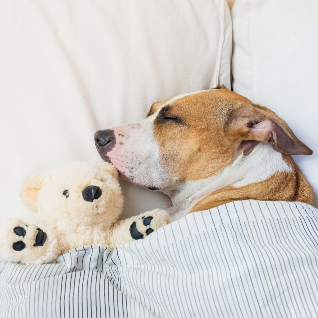 Do Dogs Dream? A Journey into Canine Slumbers