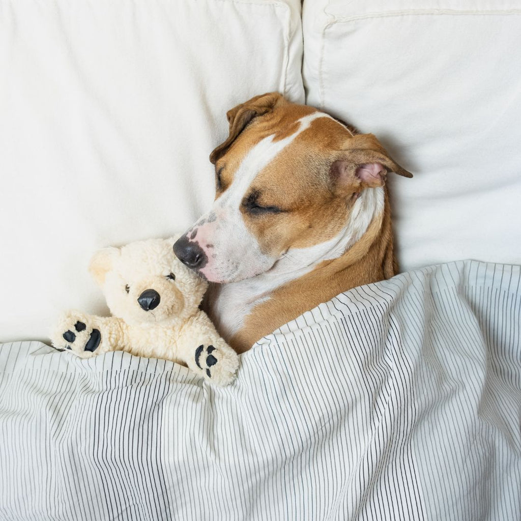 The Power of Rest: Understanding the Importance of Rest for Pets GROOMY
