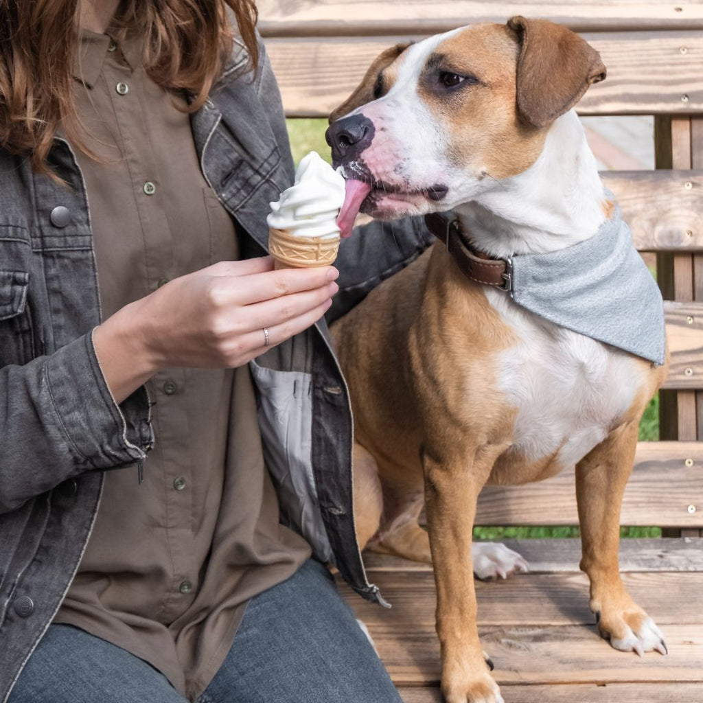 The Joy of Spoiling Your Pets: A Delightful Bonding Experience GROOMY