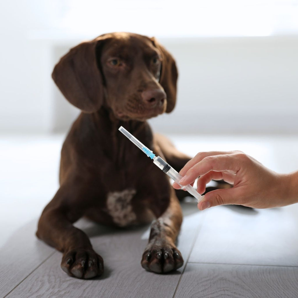The Path to Wellness: Preventing Illness in Your Pets GROOMY