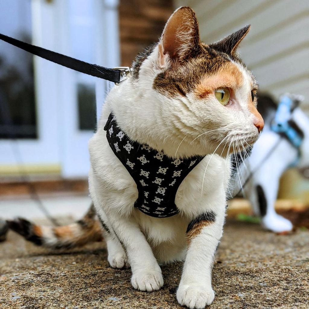 Why You Should Leash Train Your Cat GROOMY
