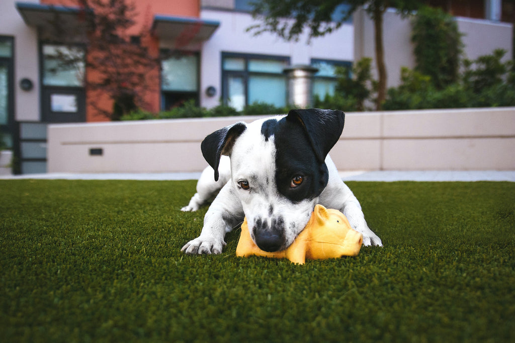 The Rise of Interactive Pet Toys GROOMY
