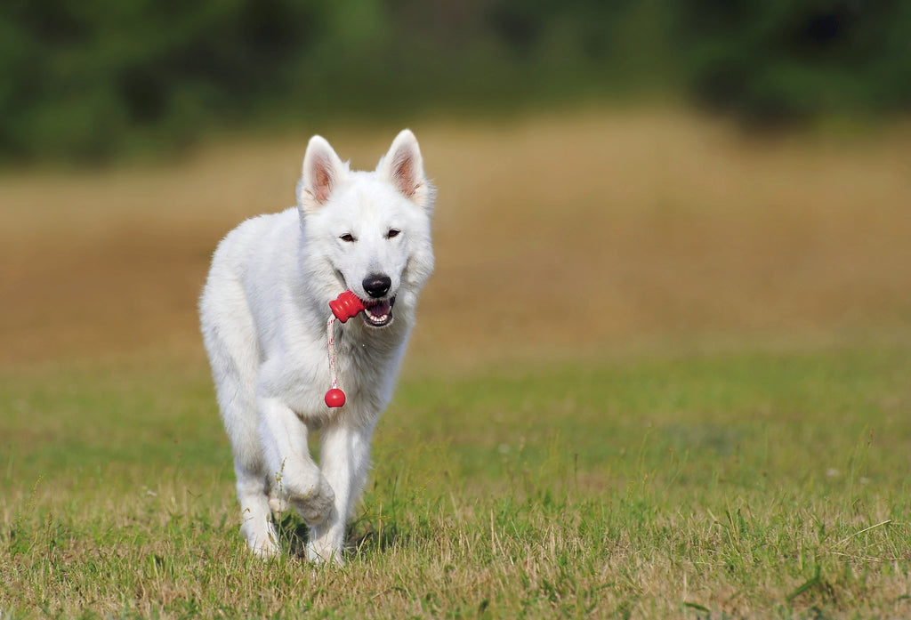 How to Teach a Dog to Play Fetch? GROOMY