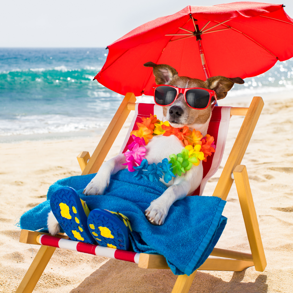 How to make the most of the Dog Day's of Summer GROOMY