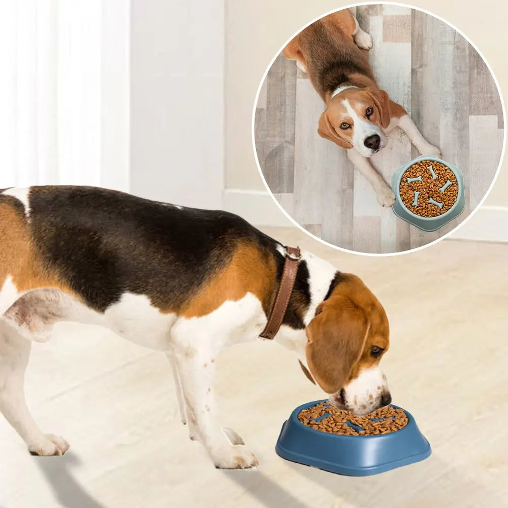 Slow Feeder Dog Bowls - Must Have Dog Bowls | GROOMY