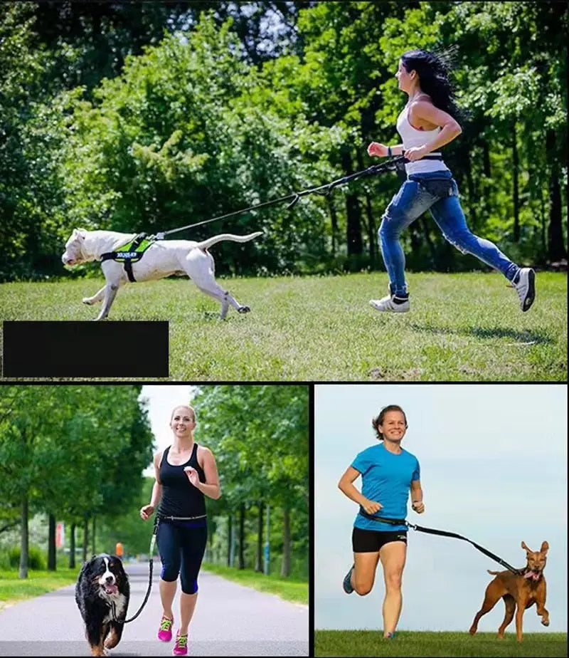 Training Dog Leash - Training Dog to Walk on a Leash GROOMY